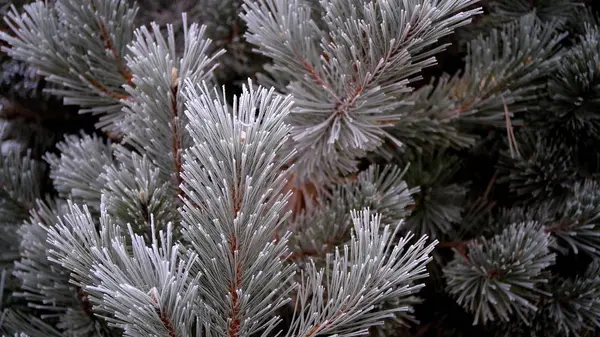 Hoarfrost Galhos Árvore Parque Cidade Fundo Natal Inverno Para Seu — Fotografia de Stock