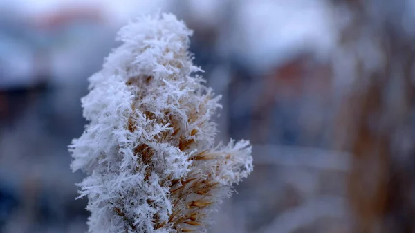 Hoarfrost Gałęziach Drzew Parku Miejskim Zimowe Boże Narodzenie Tło Dla — Zdjęcie stockowe