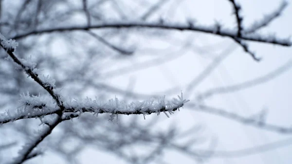 Hoarfrost Větvích Stromu Městském Parku Zimní Vánoční Pozadí Pro Váš — Stock fotografie