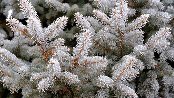 Hoarfrost Gałęziach Drzew Parku Miejskim Zimowe Boże Narodzenie Tło Dla — Zdjęcie stockowe