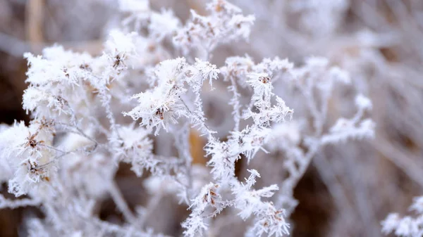 Hoarfrost Tree Branches City Park Winter Christmas Background Your Design — 스톡 사진