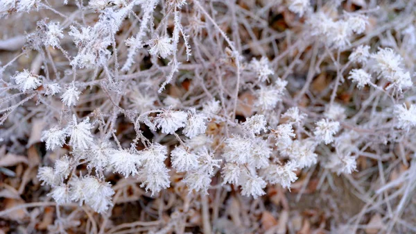 城市公园树枝上的白霜 你的设计背景是冬季圣诞节 — 图库照片
