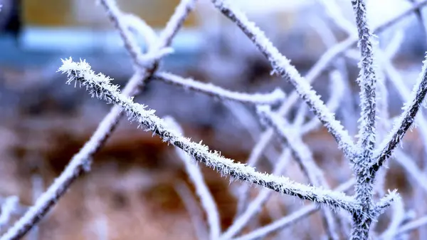 Hoarfrost Galhos Árvore Parque Cidade Fundo Natal Inverno Para Seu — Fotografia de Stock