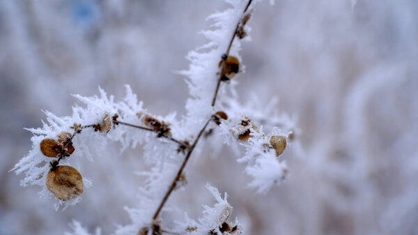 Hoarfrost on tree branches in a city park.Winter christmas background for your design