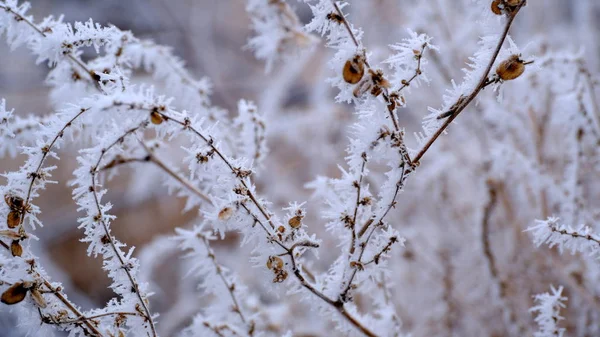 Hoarfrost Κλαδιά Δέντρων Ένα Πάρκο Της Πόλης Χειμερινά Χριστούγεννα Φόντο — Φωτογραφία Αρχείου