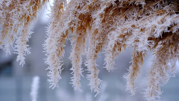 Hoarfrost Κλαδιά Δέντρων Ένα Πάρκο Της Πόλης Χειμερινά Χριστούγεννα Φόντο — Φωτογραφία Αρχείου