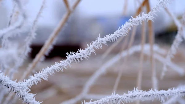 Hoarfrost Větvích Stromu Městském Parku Zimní Vánoční Pozadí Pro Váš — Stock fotografie