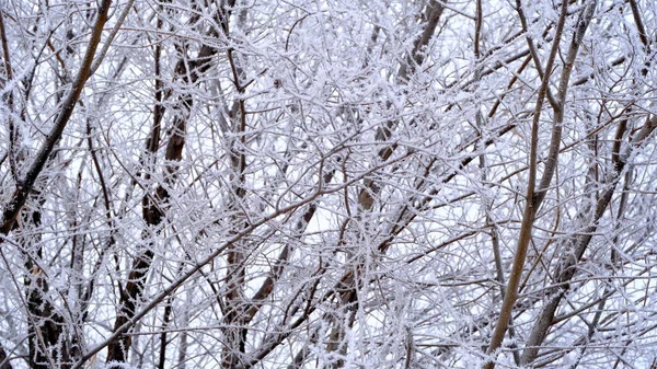 Hoarfrost Gałęziach Drzew Parku Miejskim Zimowe Boże Narodzenie Tło Dla — Zdjęcie stockowe