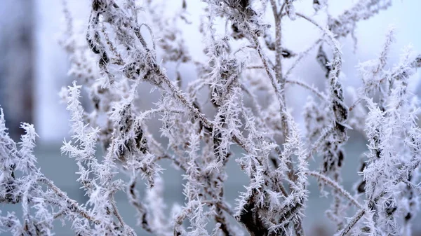 Hoarfrost Větvích Stromu Městském Parku Zimní Vánoční Pozadí Pro Váš — Stock fotografie
