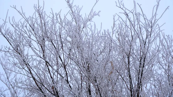 Hoarfrost Tree Branches City Park Winter Christmas Background Your Design — Stock Photo, Image