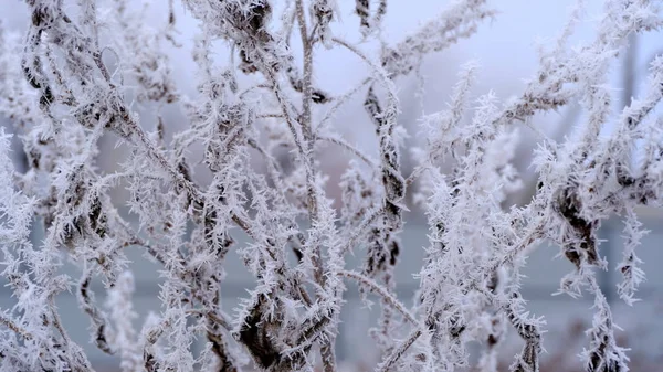 Hoarfrost Větvích Stromu Městském Parku Zimní Vánoční Pozadí Pro Váš — Stock fotografie