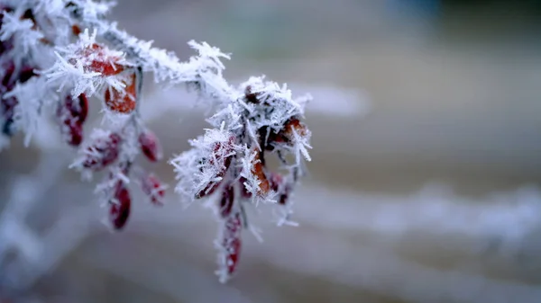 Hoarfrost Tree Branches City Park Winter Christmas Background Your Design — 스톡 사진