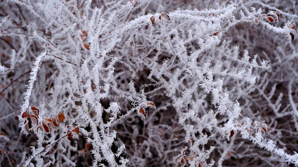 Hoarfrost Galhos Árvore Parque Cidade Fundo Natal Inverno Para Seu — Fotografia de Stock