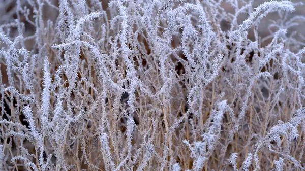 Hoarfrost Faágakon Egy Városi Parkban Téli Karácsonyi Háttér Design — Stock Fotó