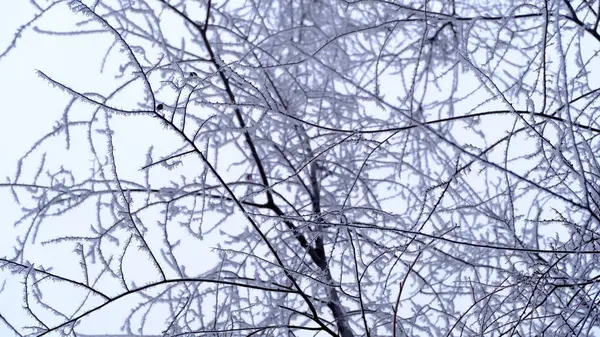 Hoarfrost Gałęziach Drzew Parku Miejskim Zimowe Boże Narodzenie Tło Dla — Zdjęcie stockowe