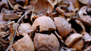 Fındık yedikten sonra ceviz kabuğu