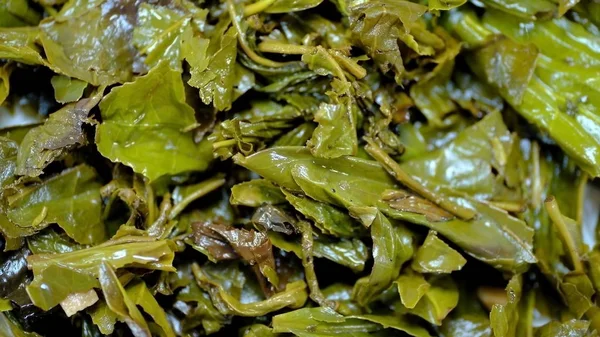 Зеленый Чай Leaves Фоновое Изображение Влажных Зеленых Листьев Дизайна — стоковое фото
