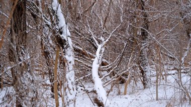 Bitkilerin dallarında ve yapraklarında kar. Dizaynınız için kış doğal arka planı..