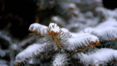 Bitkilerin dallarında ve yapraklarında kar. Dizaynınız için kış doğal arka planı..