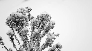 Bitkilerin dallarında ve yapraklarında kar. Dizaynınız için kış doğal arka planı..