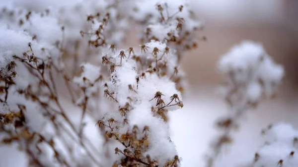 Nieve Las Ramas Hojas Las Plantas Fondo Natural Invierno Para — Foto de Stock