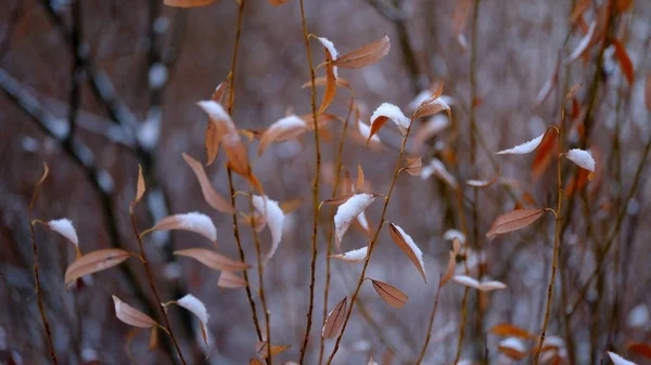 Χιόνι Στα Κλαδιά Και Φύλλα Των Φυτών Χειμώνας Φυσικό Υπόβαθρο — Φωτογραφία Αρχείου