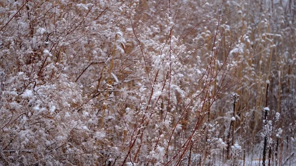 Schnee Auf Den Zweigen Und Blättern Der Pflanzen Winter Natürlichen — Stockfoto