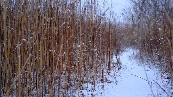 Śnieg Gałęziach Liściach Roślin Zimowe Naturalne Tło Dla Projektu — Zdjęcie stockowe