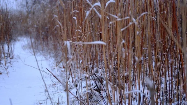 Neige Sur Les Branches Les Feuilles Des Plantes Hiver Fond — Photo