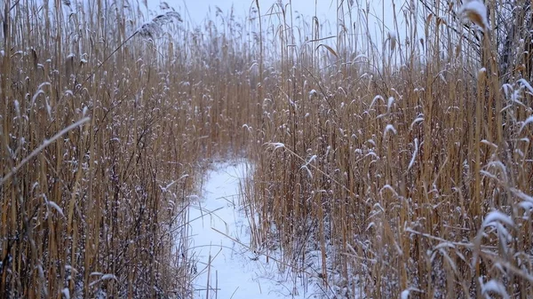 植物の枝や葉に雪 あなたのデザインのための冬の自然背景 — ストック写真