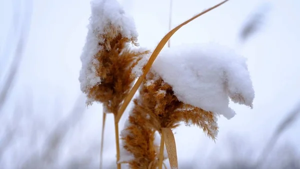 Sníh Větvích Listech Rostlin Zimní Přírodní Zázemí Pro Váš Design — Stock fotografie