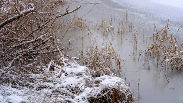 植物の枝や葉に雪 あなたのデザインのための冬の自然背景 — ストック写真