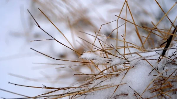 Nieve Las Ramas Hojas Las Plantas Fondo Natural Invierno Para — Foto de Stock