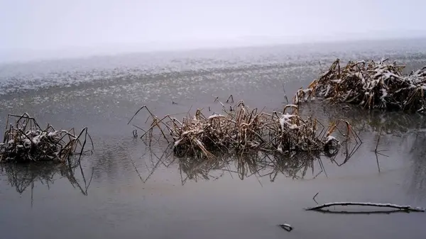 Neve Nos Ramos Folhas Plantas Inverno Fundo Natural Para Seu — Fotografia de Stock