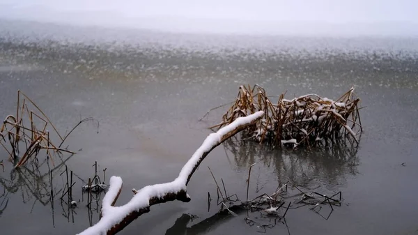 Neve Sui Rami Foglie Delle Piante Inverno Sfondo Naturale Vostro — Foto Stock