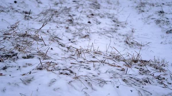 Schnee Auf Den Zweigen Und Blättern Der Pflanzen Winter Natürlichen — Stockfoto