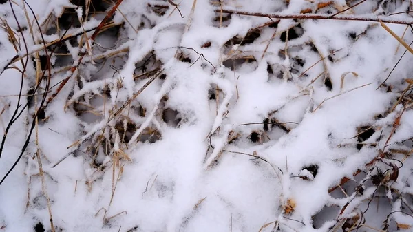 Neve Nos Ramos Folhas Plantas Inverno Fundo Natural Para Seu — Fotografia de Stock