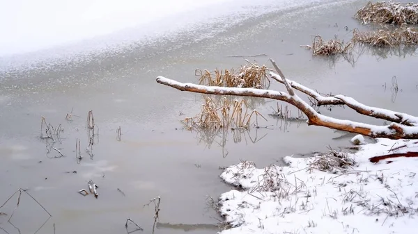 Neige Sur Les Branches Les Feuilles Des Plantes Hiver Fond — Photo