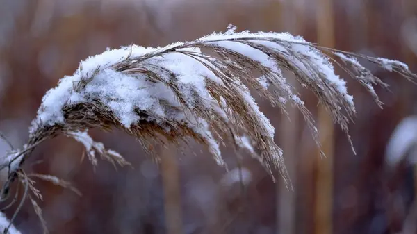 Neve Sui Rami Foglie Delle Piante Inverno Sfondo Naturale Vostro — Foto Stock