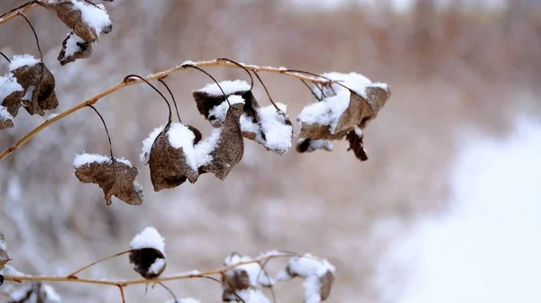 Nieve Las Ramas Hojas Las Plantas Fondo Natural Invierno Para — Foto de Stock