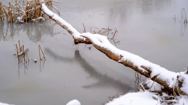 Neve Nos Ramos Folhas Plantas Inverno Fundo Natural Para Seu — Fotografia de Stock