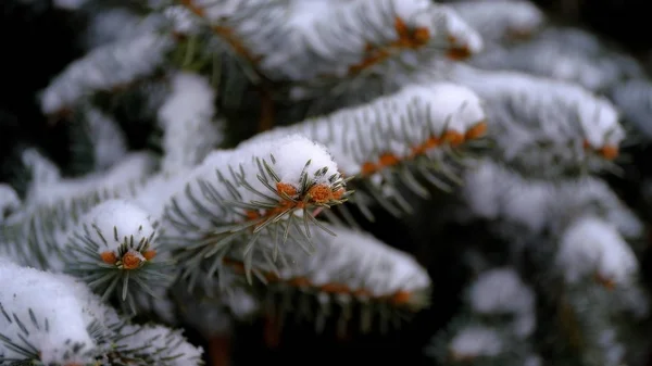 Śnieg Gałęziach Liściach Roślin Zimowe Naturalne Tło Dla Projektu — Zdjęcie stockowe