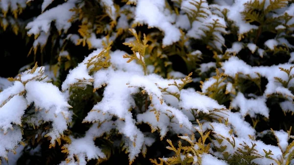 Nieve Las Ramas Hojas Las Plantas Fondo Natural Invierno Para — Foto de Stock