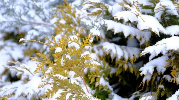 Śnieg Gałęziach Liściach Roślin Zimowe Naturalne Tło Dla Projektu — Zdjęcie stockowe