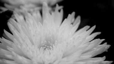 Flower buds. Defocused blurred floral background for holiday cards.