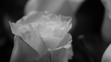 Flower buds. Defocused blurred floral background for holiday cards.