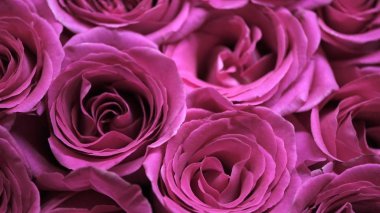 Flower buds. Defocused blurred floral background for holiday cards.