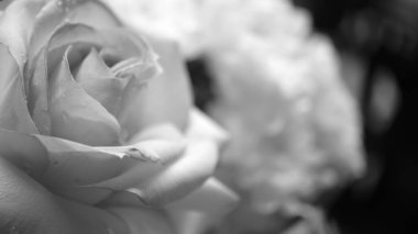 Flower buds. Defocused blurred floral background for holiday cards.