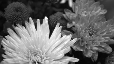 Flower buds. Defocused blurred floral background for holiday cards.