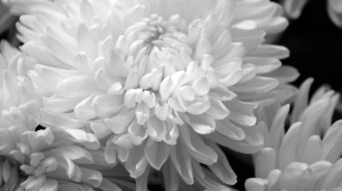 Flower buds. Defocused blurred floral background for holiday cards.